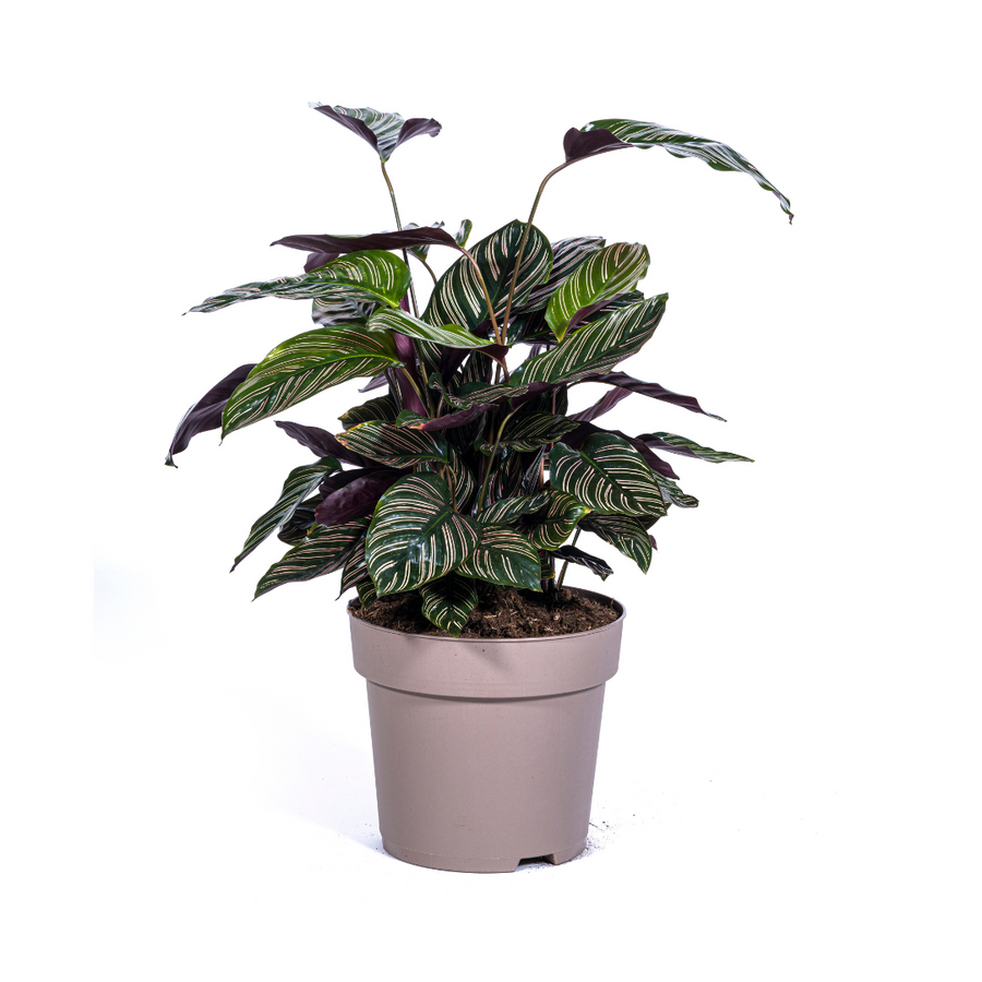 Calathea ornata Sanderiana