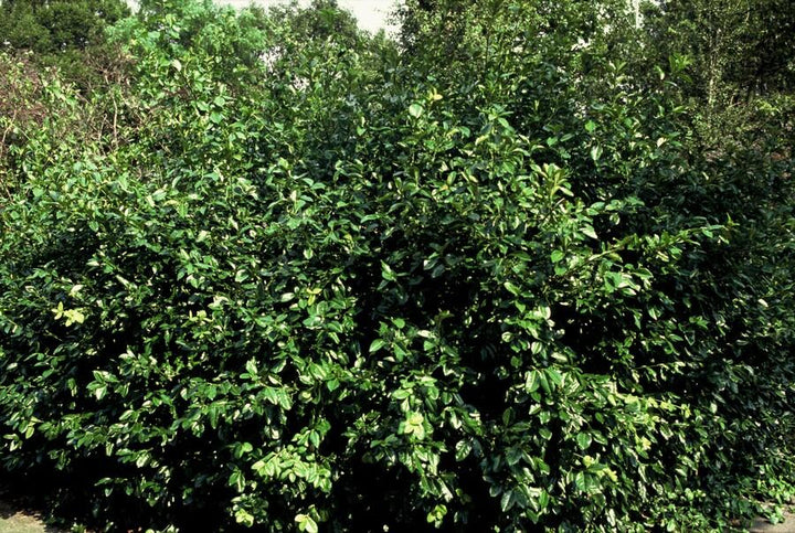 6x Euonymus fort. 'Coloratus' - ↕10-25cm - Ø9cm styled in an Irish home interior