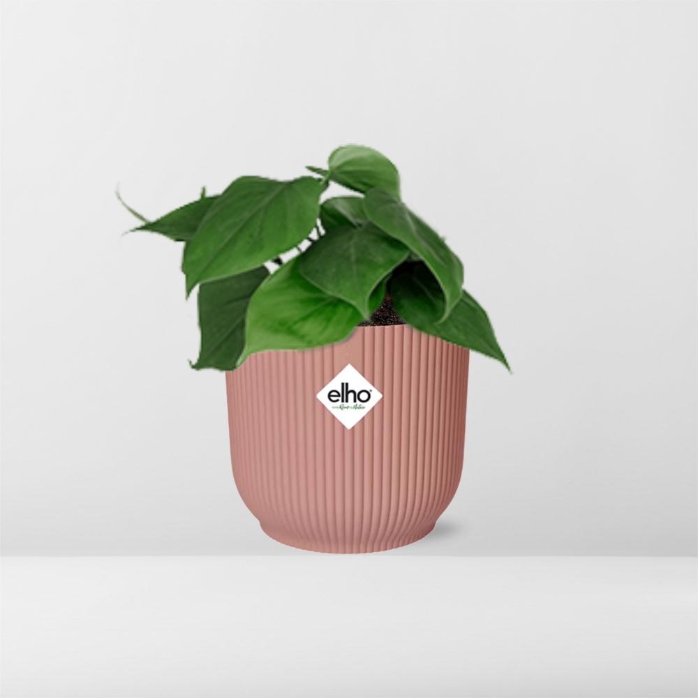 Philodendron Scandens Plant - Heart-Shaped Leaves Air Purifier