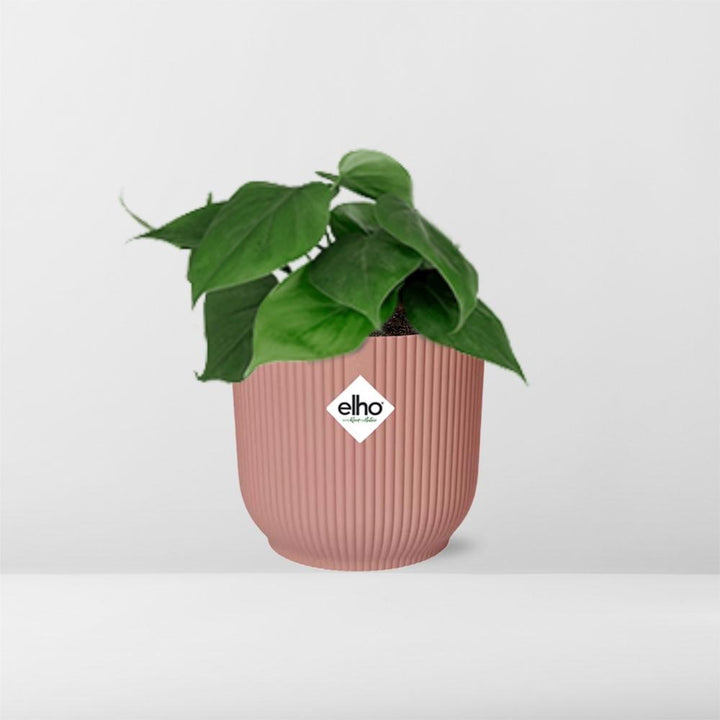 Philodendron Scandens Plant - Heart-Shaped Leaves Air Purifier