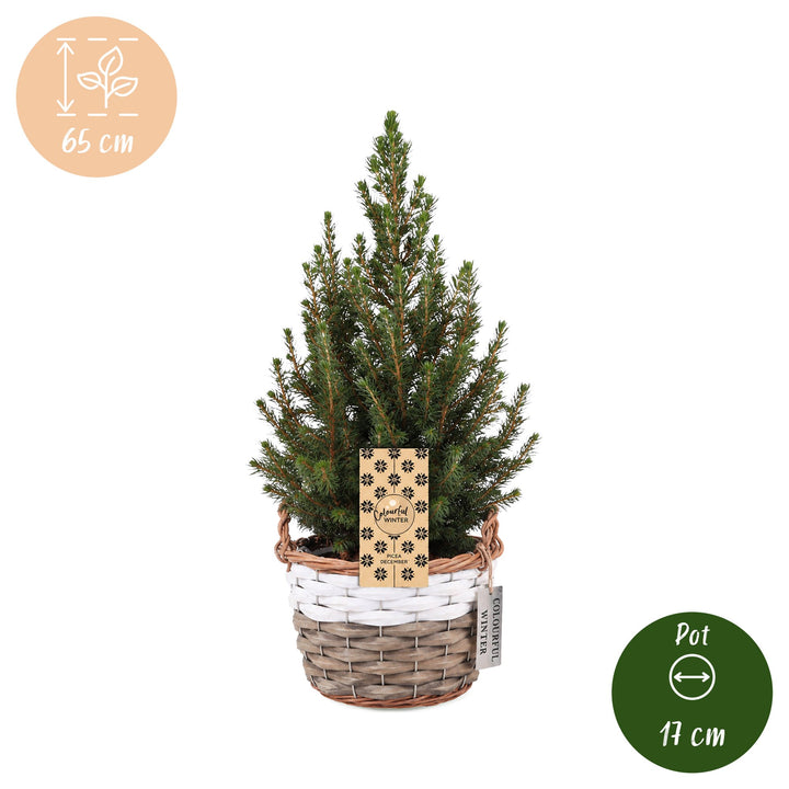Pack of 4 potted dwarf spruce Christmas trees, 65cm in 17cm pots with a basket - view 5