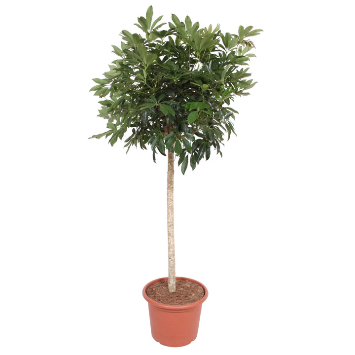 Schefflera Arboricola (Umbrella Tree) - Glossy Green Houseplant