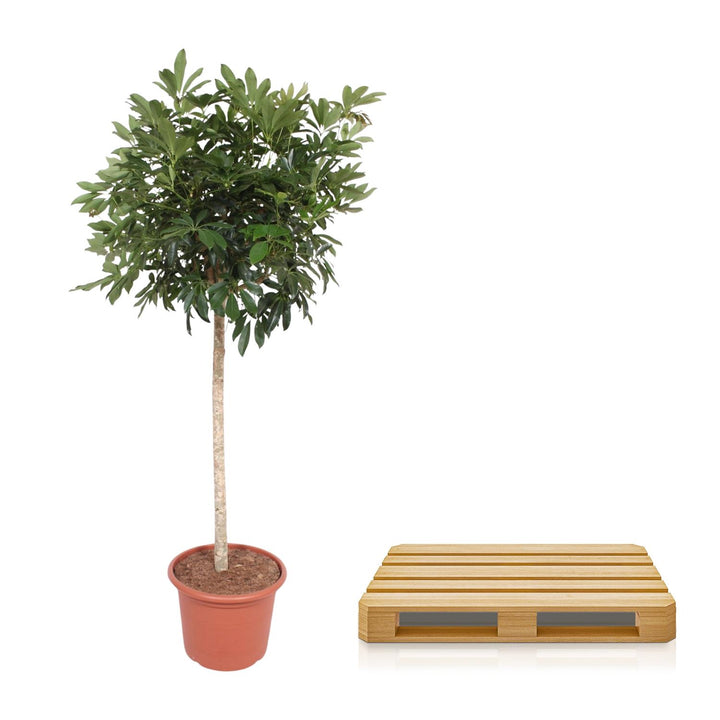 Schefflera Arboricola (Umbrella Tree) - Glossy Green Houseplant