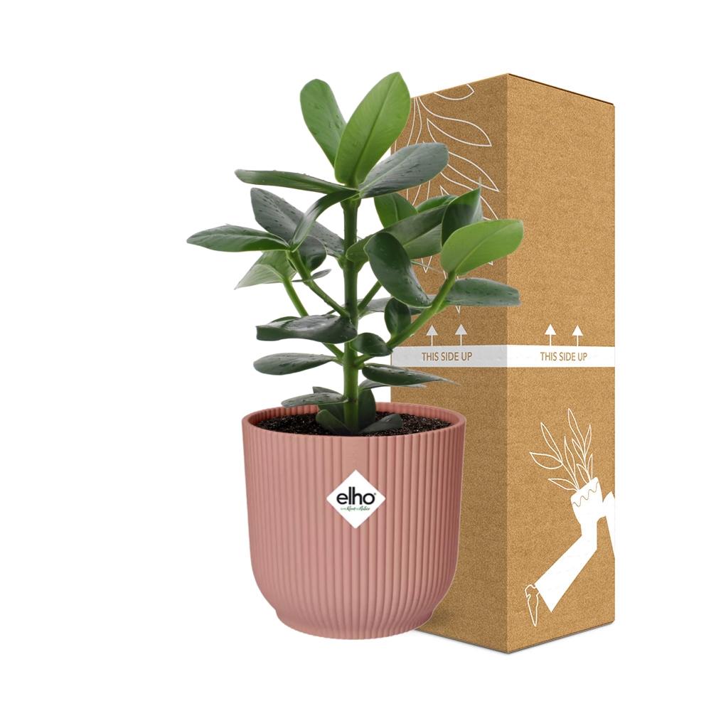 Clusia Princess (Clusia rosea 'Princess') in a pink ELHO Vibes pot, view 4