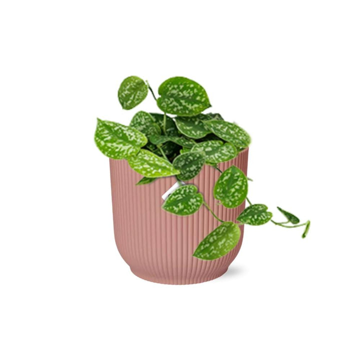Satin Pothos Argyraeus (Scindapsus pictus 'Argyraeus') in a pink ELHO Vibes pot, view 2