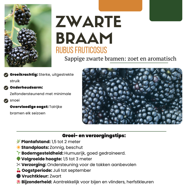 6 organic blackberry plants in 13 cm pots, 20 cm tall, by Everspring, featuring dark black berries.