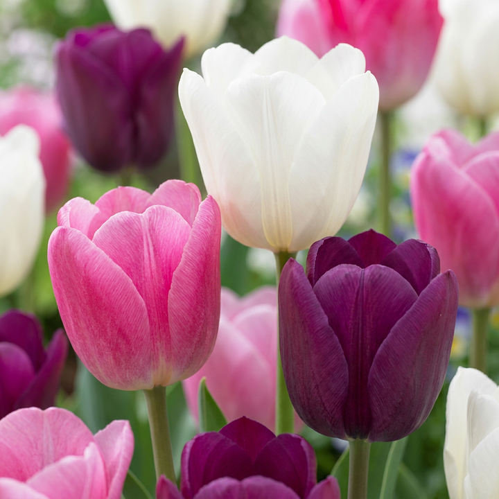 280x Tulipa Pastel mix - Tulipe mélange pastel - Divers - Floraison printanière - Calibre 11/15