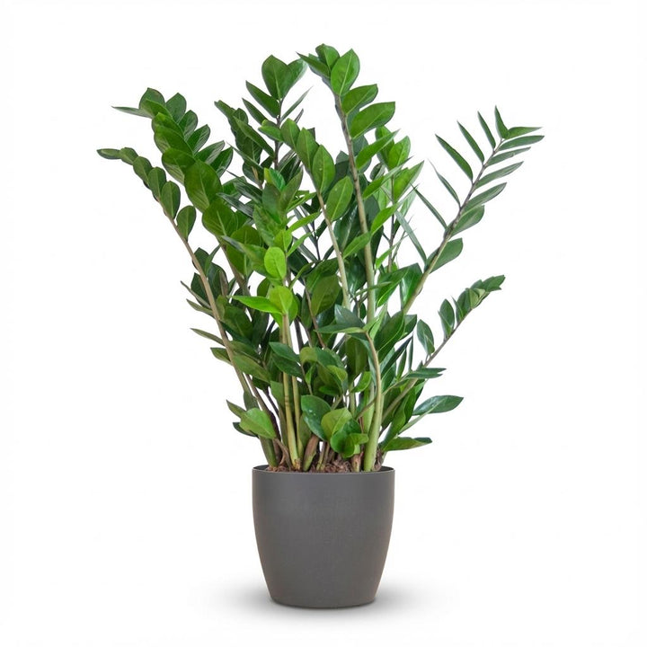Bushy ZZ plant Zamioculcas with glossy dark green leaflets in a matte grey decorative pot