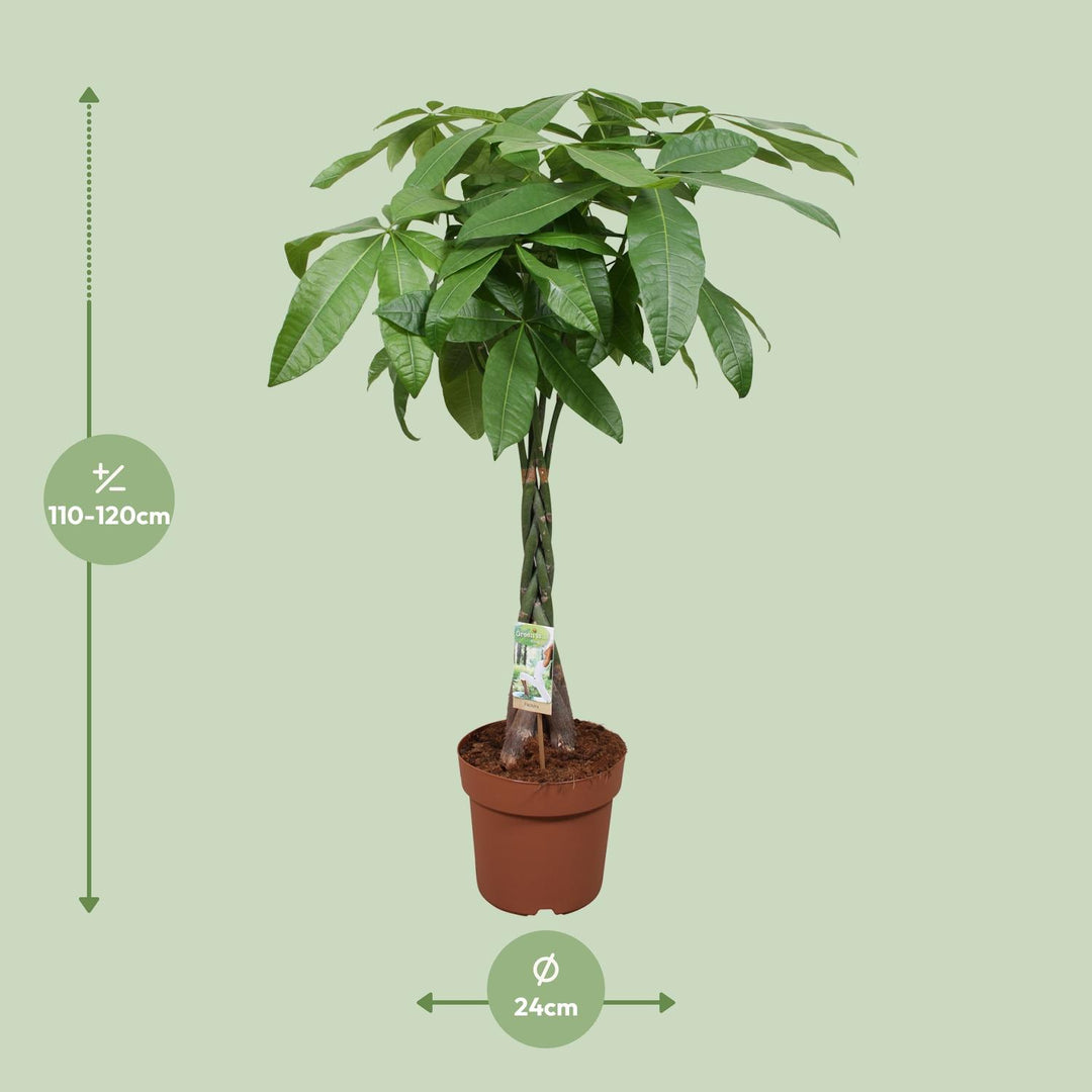 Money Tree Plant - Pachira Aquatica 120cm - Braided Trunk Houseplant