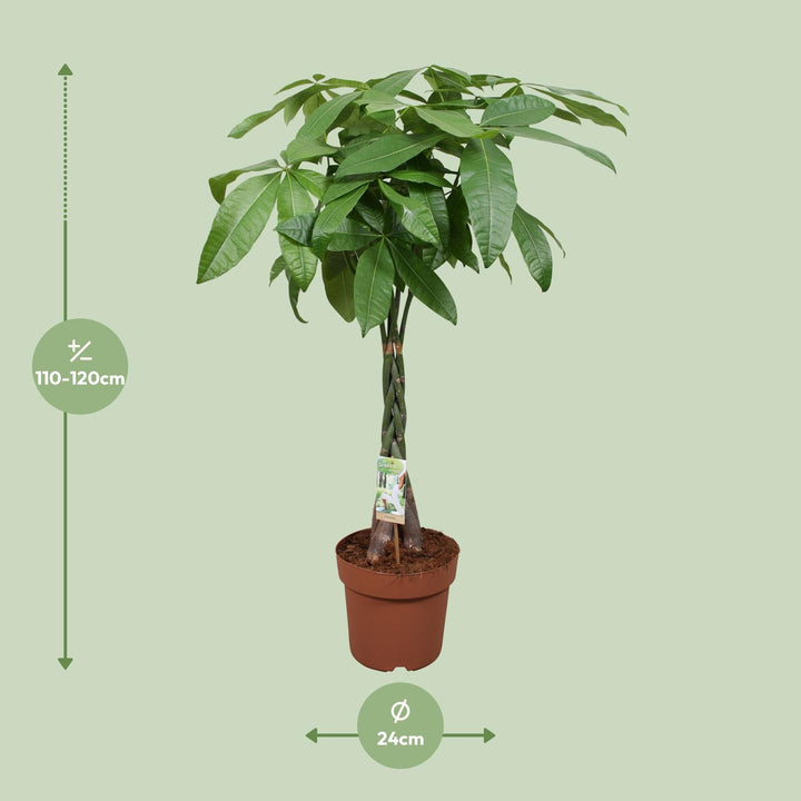 Money Tree Plant - Pachira Aquatica 120cm - Braided Trunk Houseplant