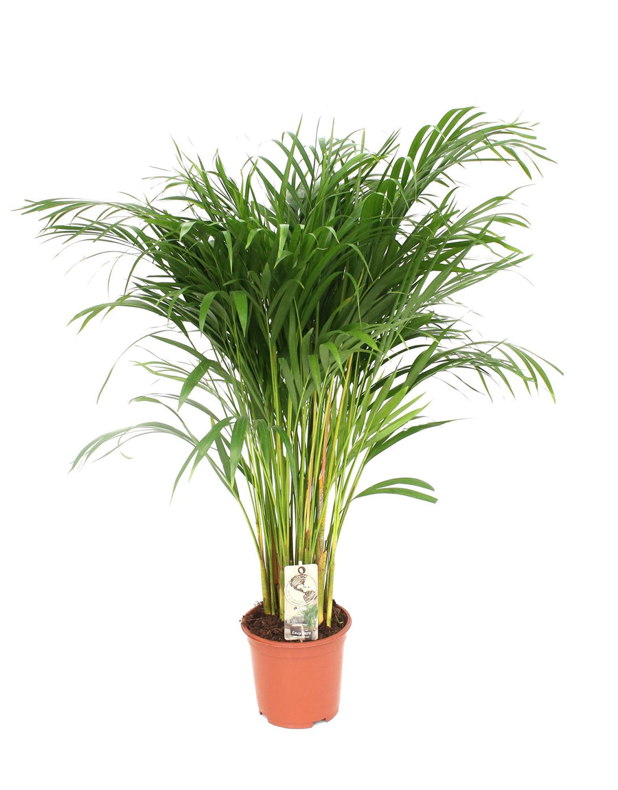 Areca Palm Dypsis Lutescens in a decorative pot, showcasing lush green fronds, ideal for air purification.
