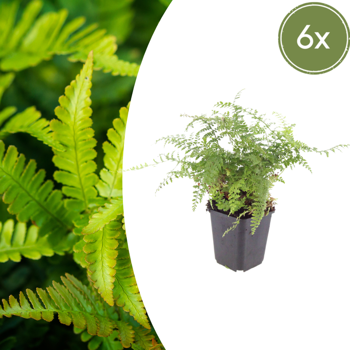 6x Polystichum set. 'Herrenhausen'- ↕10-25cm - Ø9cm