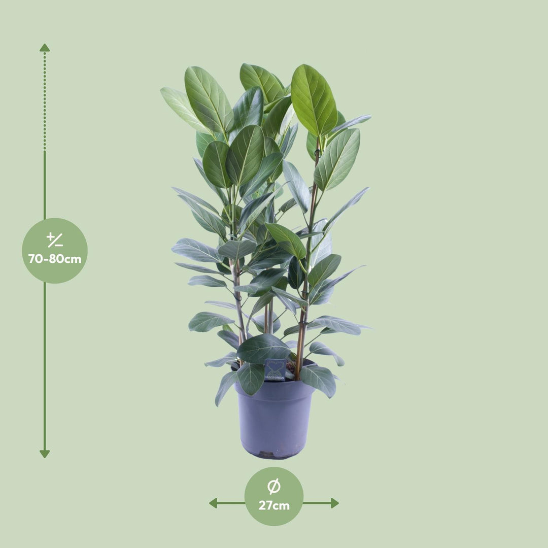 Ficus Binnendijkii Amstel King Gold - 75cm Indoor Plant Ø27cm
