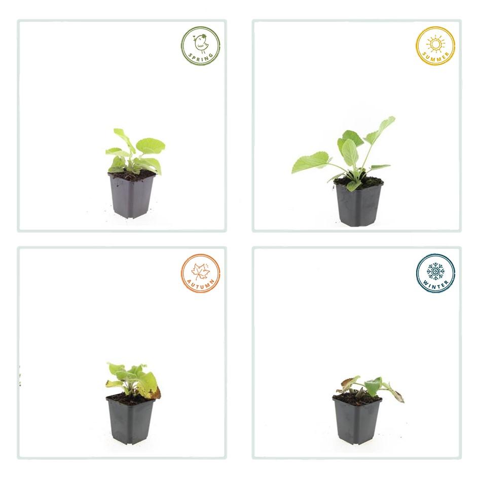 6x Phlomis russeliana - ↕10-25cm - Ø9cm