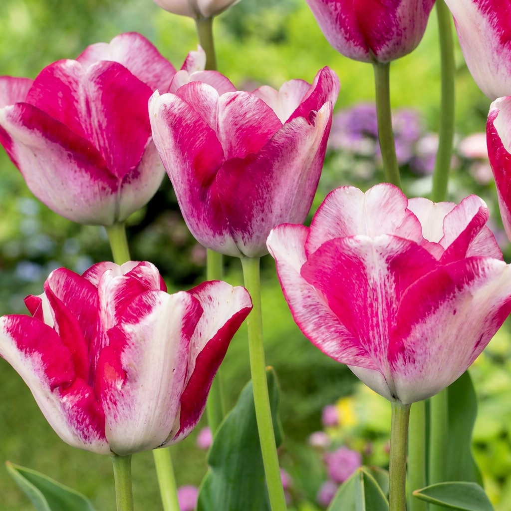 Tulipa Mata Hari tulip bulbs, pack of 96