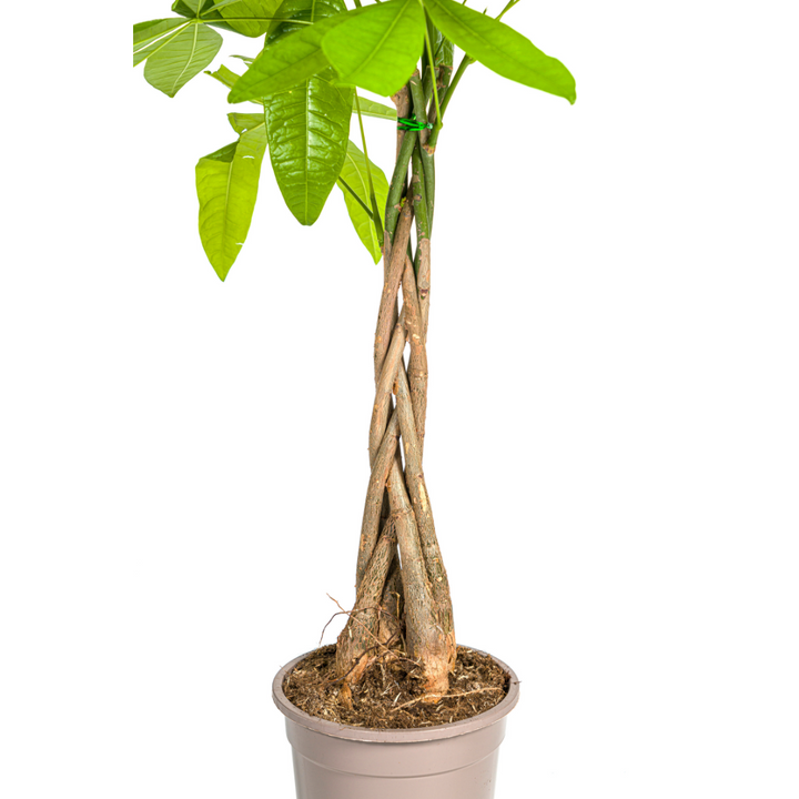 Pachira Aquatica 70-90cm — Geldbaum im 19cm Topf