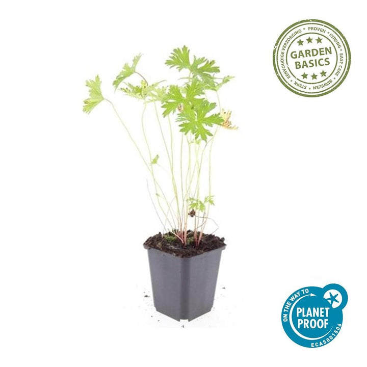 48x Geranium 'Johnson's Blue' - ↕10-25cm - Ø9cm