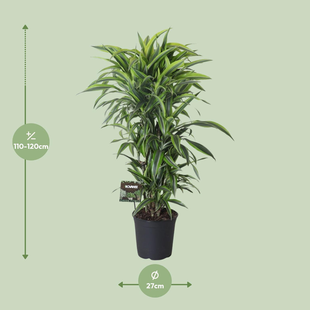 Healthy foliage and strong roots close-up of Dracaena Fragrans Lemon Lime 120cm