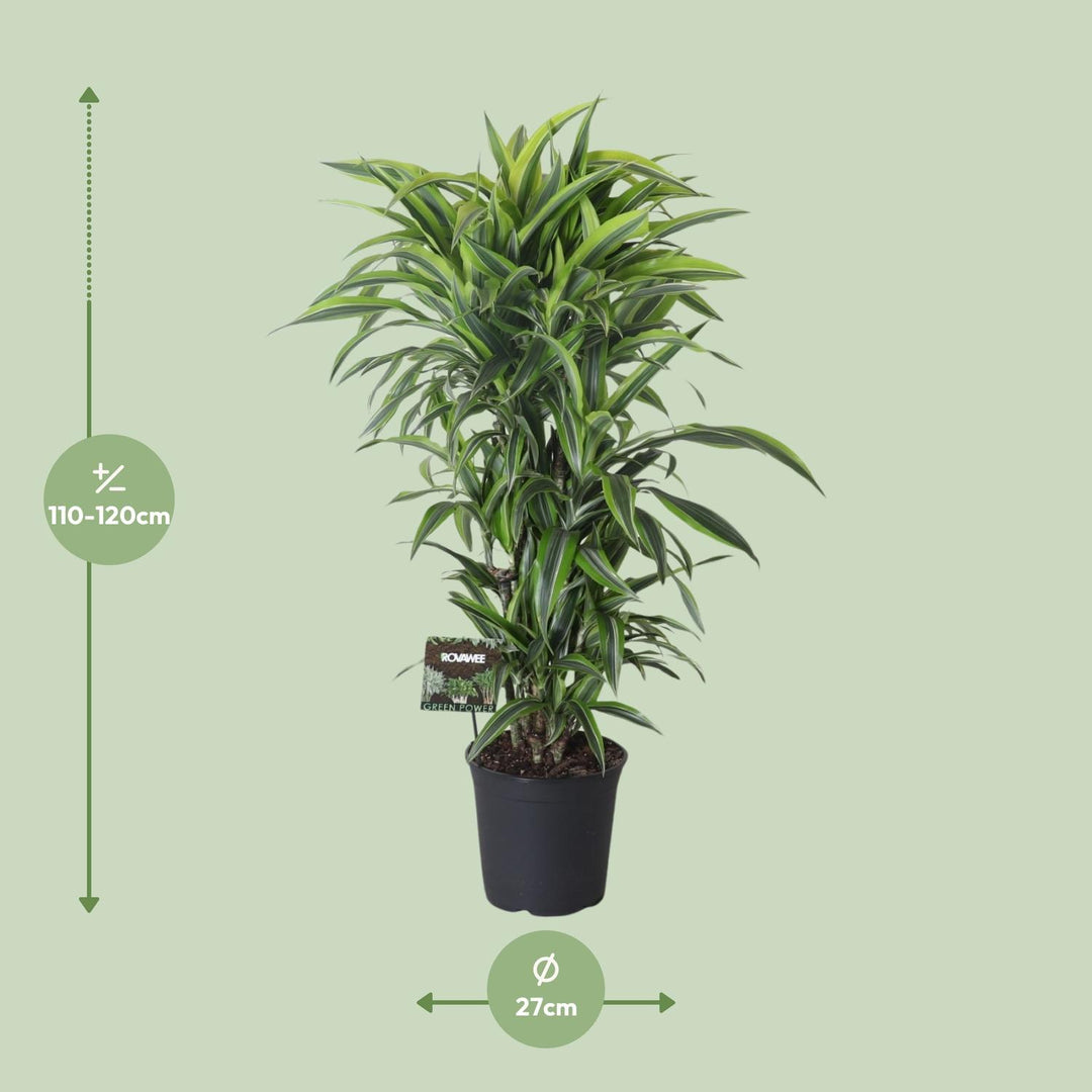 Healthy foliage and strong roots close-up of Dracaena Fragrans Lemon Lime 120cm