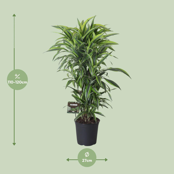 Healthy foliage and strong roots close-up of Dracaena Fragrans Lemon Lime 120cm