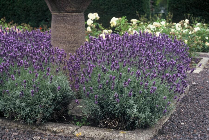 24x Lavandula ang. 'Dwarf Blue' - ↕10-25cm - Ø9cm