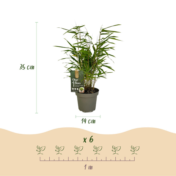 18 Fargesia rufa clumping bamboo plants in 14cm pots - view 3