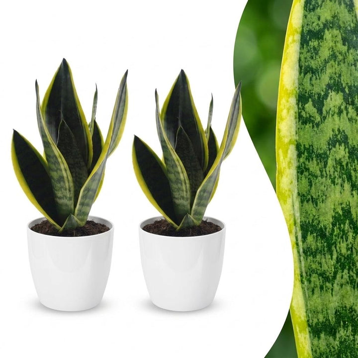 Sansevieria Future Superb - Snake Plant - 2 Plants - with White Pot - Pot 12cm - Height - 35cm