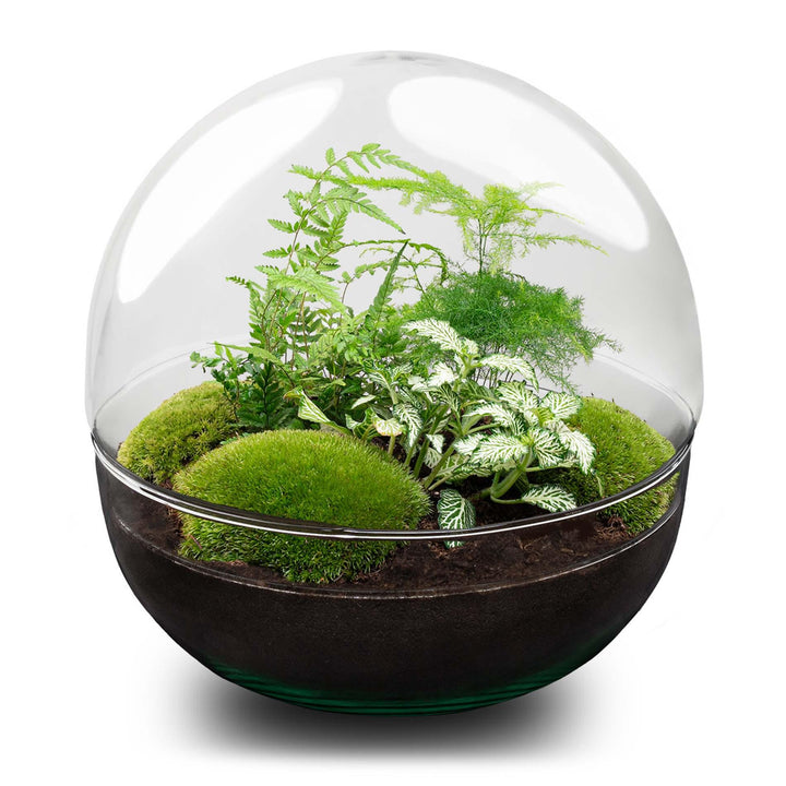 DIY terrarium - Dome XL - ↕ 30 cm - Rake + Shovel + Tweezer