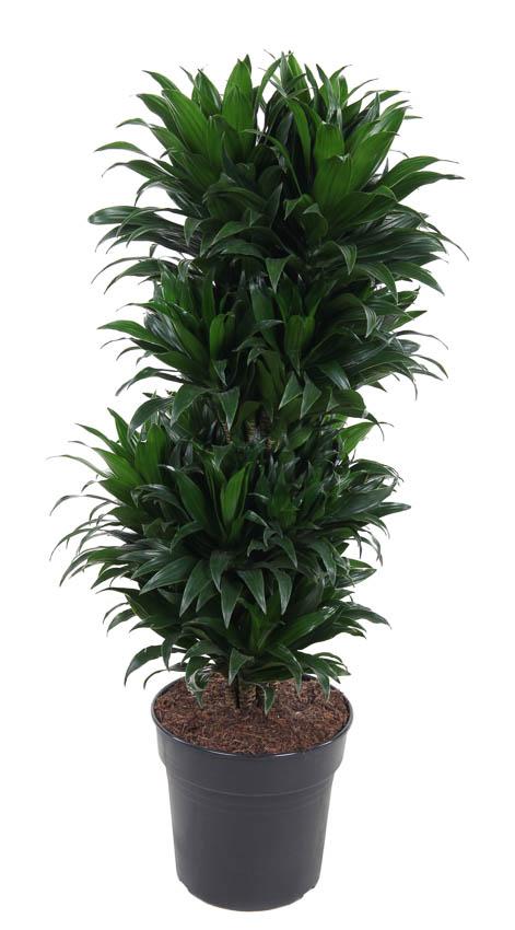 Dracaena Compacta Branched - 100cm Indoor Plant Low Light