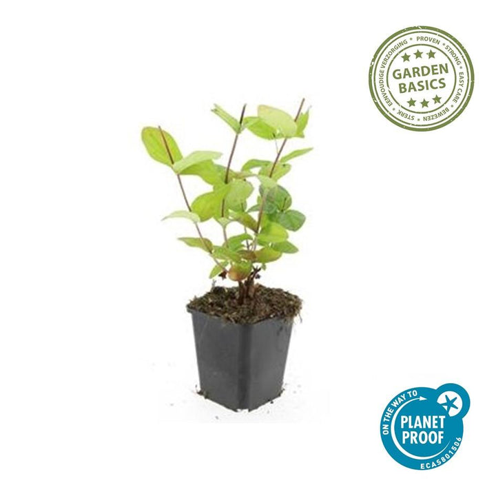 6x Hypericum inodorum 'Beauty' - ↕10-25cm - Ø9cm