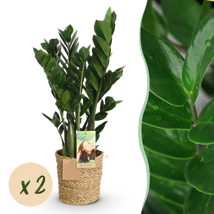 ZZ plant Zamioculcas with glossy dark green leaflets in a woven seagrass basket
