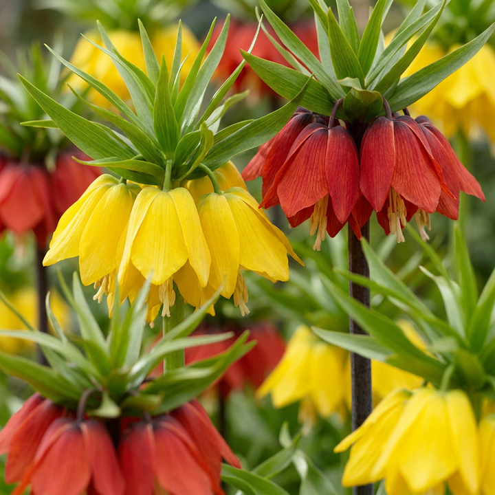 24x Fritillaria Imperialis Mix - Couronne impériale en mélange - Divers - Floraison printanière - Calibre 18/20