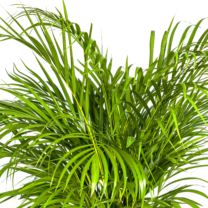 Dypsis Areca Lutescens 120-140cm — Areca Palm in 24cm pot, with basket