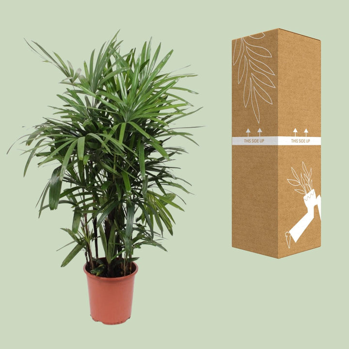 Green Rhapis Excelsa Lady Palm plant in a decorative pot, 120cm tall, by Everspring, ideal for indoor air purification.