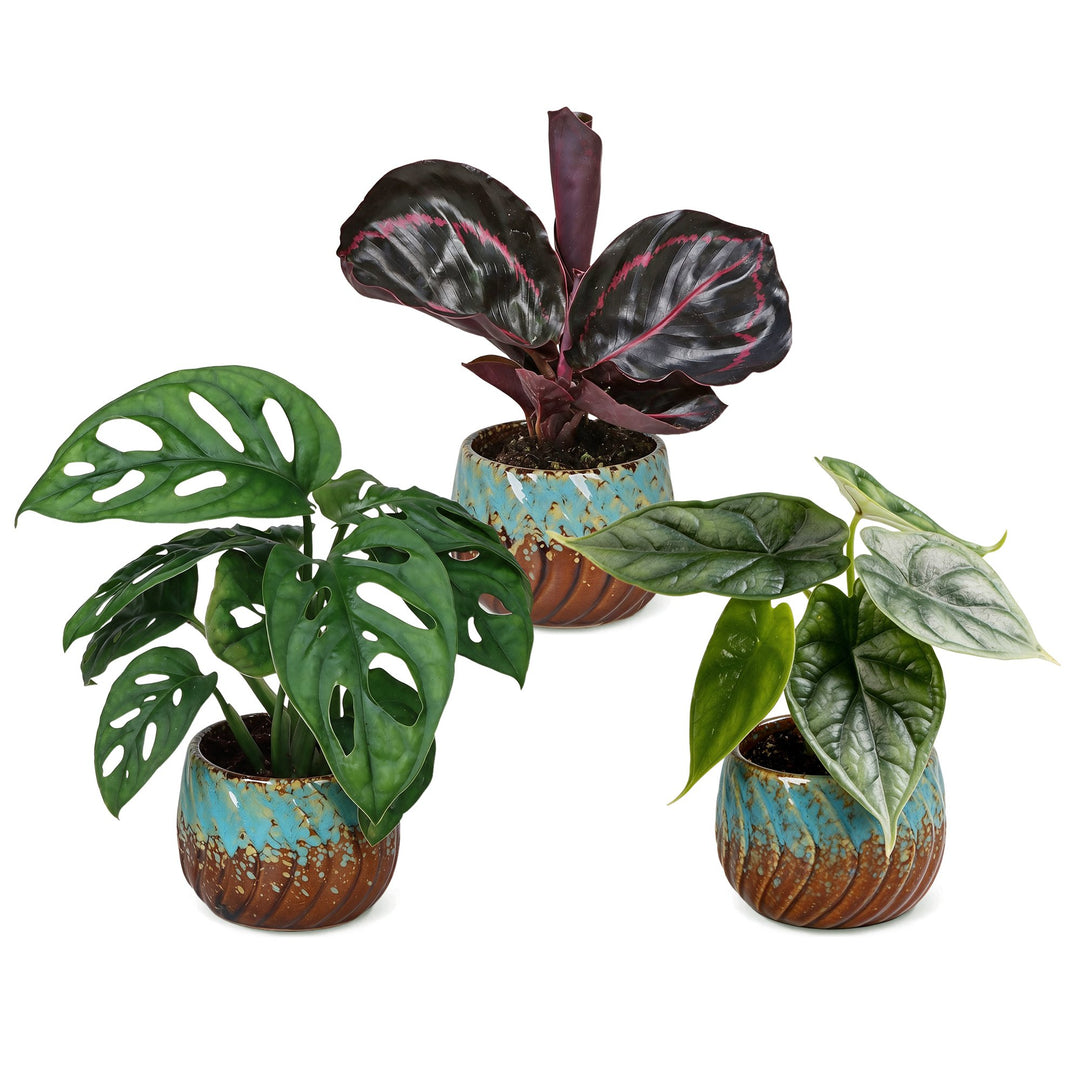 Baby Jungle Mix tropical houseplants, pack of 3, image 2