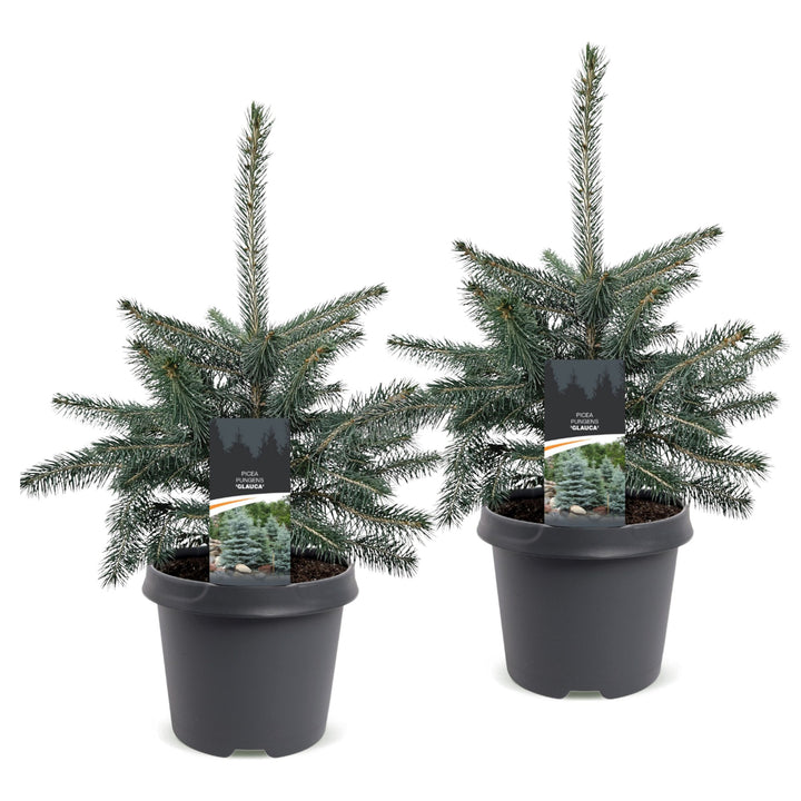 Pack of 2 potted blue spruce Christmas trees, 60cm in 23cm pots - view 2