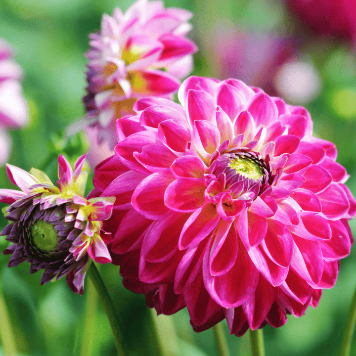 Flowerbulbs Amsterdam - Mix Pompon Splash, 12 Dahlia Little Robert & 12 Dahlia Ralphie tubers for 4 m²