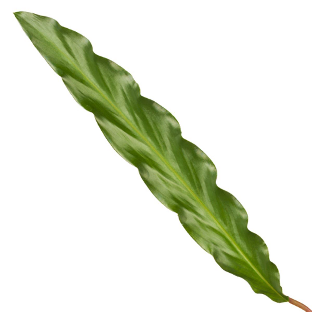 Calathea Elgergrass 35cm - Prayer Plant with Wavy Green Leaves