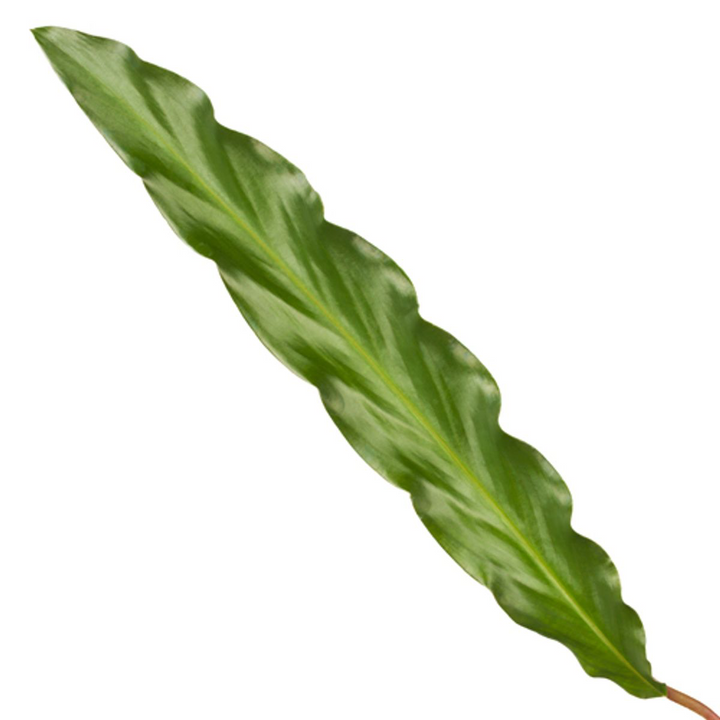 Calathea Elgergrass 35cm - Prayer Plant with Wavy Green Leaves