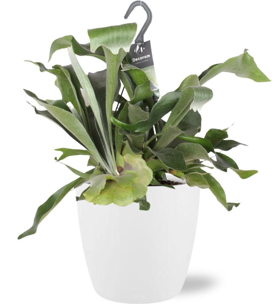 Green Staghorn Fern Platycerium Bifurcatum in a 17cm pot, 30cm tall, by Everspring, ideal for indoor air purification.