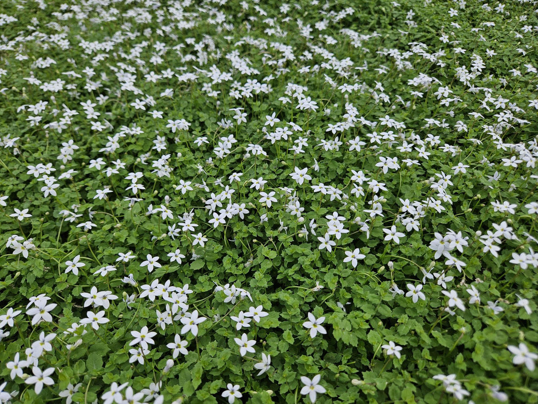 60x White Star Creeper Ground Cover - Isotoma fluviatilis 'Alba' - 9cm