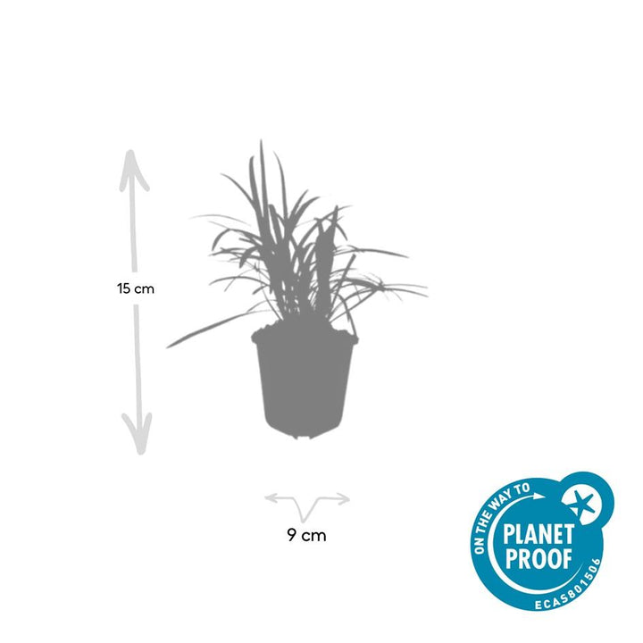 Liriope Muscari Moneymaker - Purple Flowering Groundcover Plants