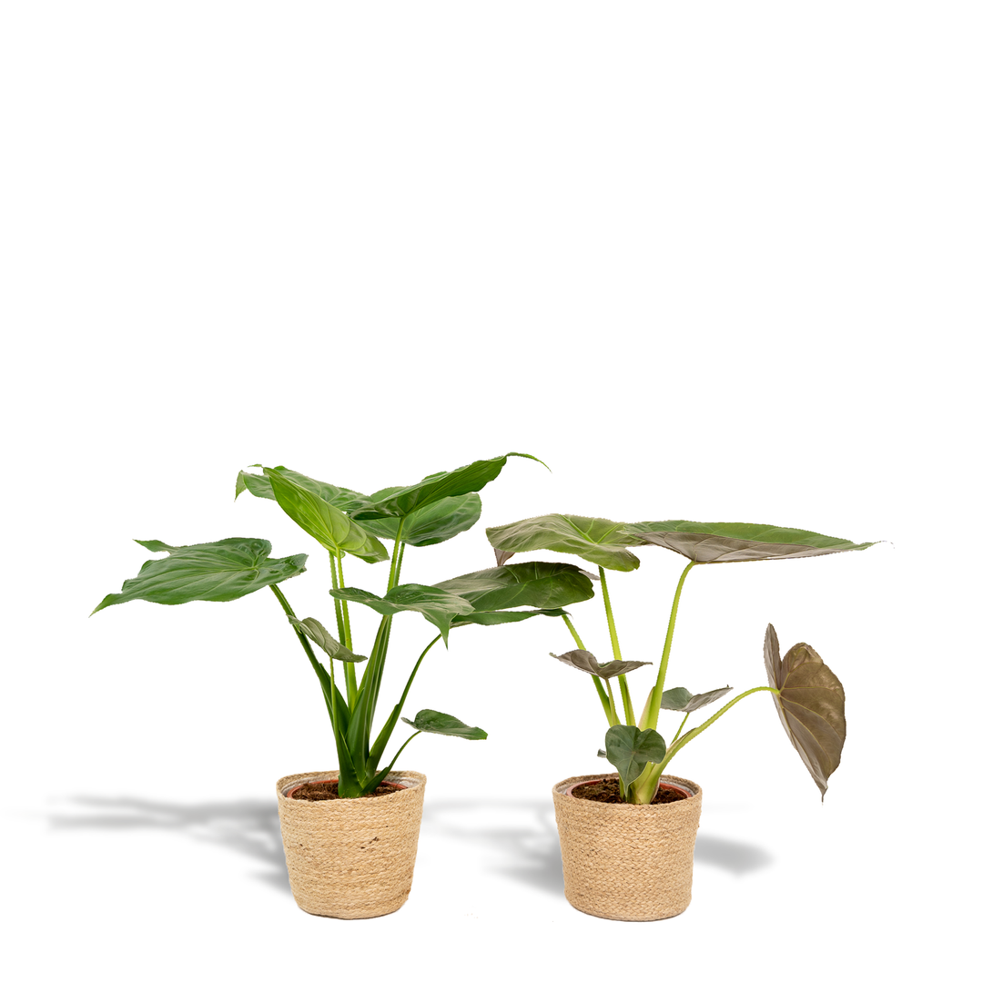Alocasia Cucullata & Wentii Duo - Indoor Air Purifying Plants Set