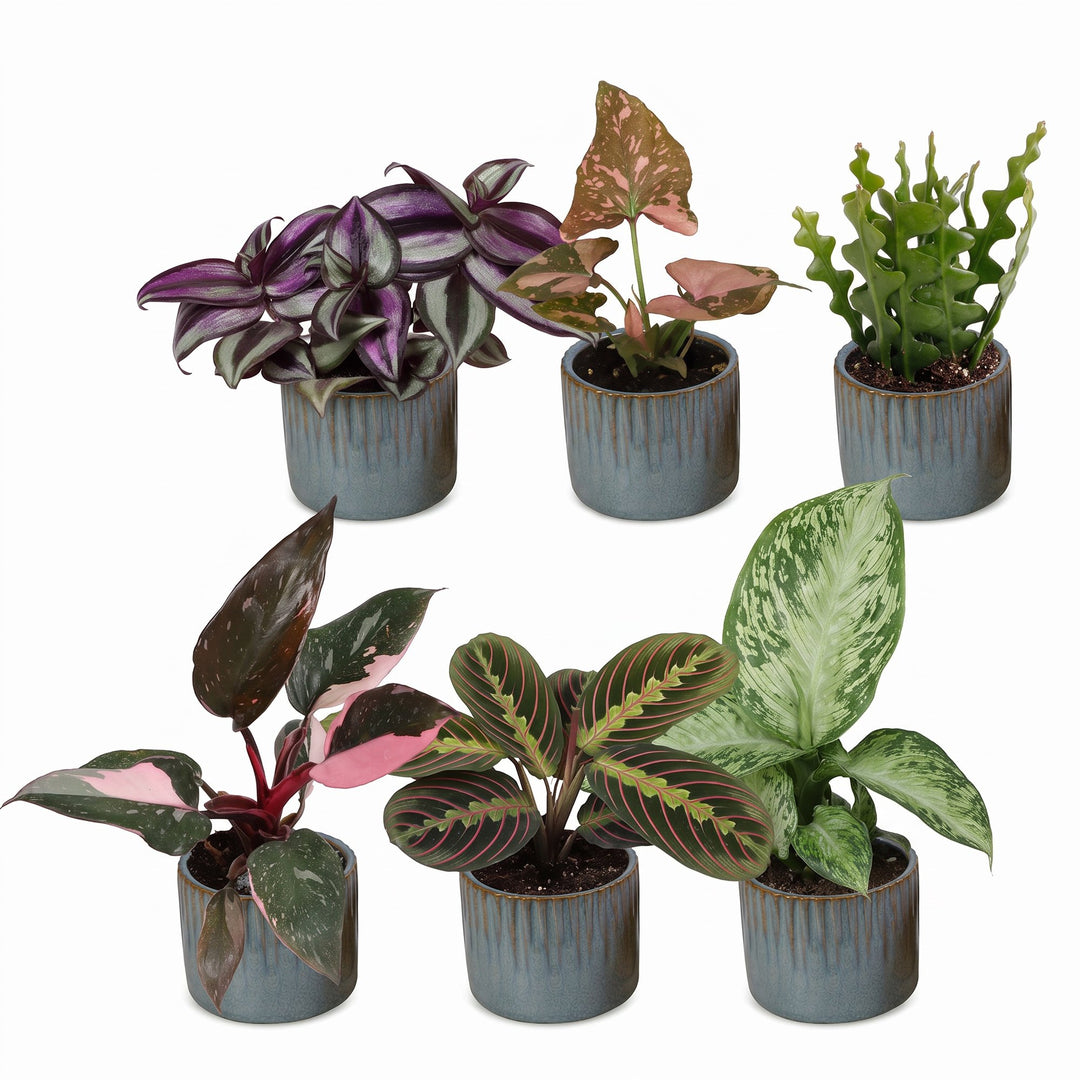Baby Plants Surprise Box, pack of 6 tropical mini plants, image 2