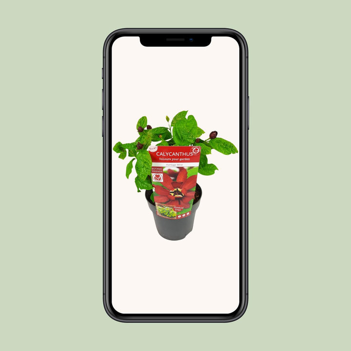 Sinocalycanthus 'Hartlage Wine' - Carolina Allspice - Ø19cm - ↕30-50cm