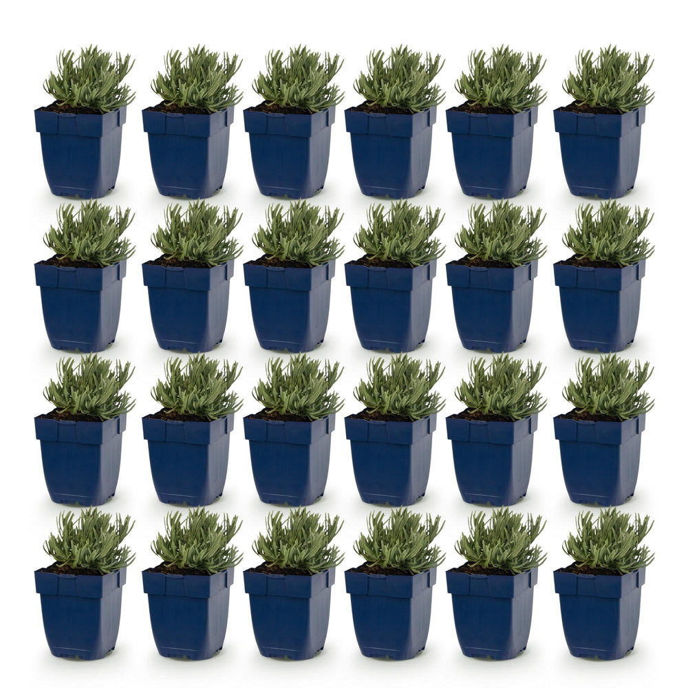 Lavandula angustifolia 'Hidcote' lavender, pack of 24 plants in 11cm pots - view 2
