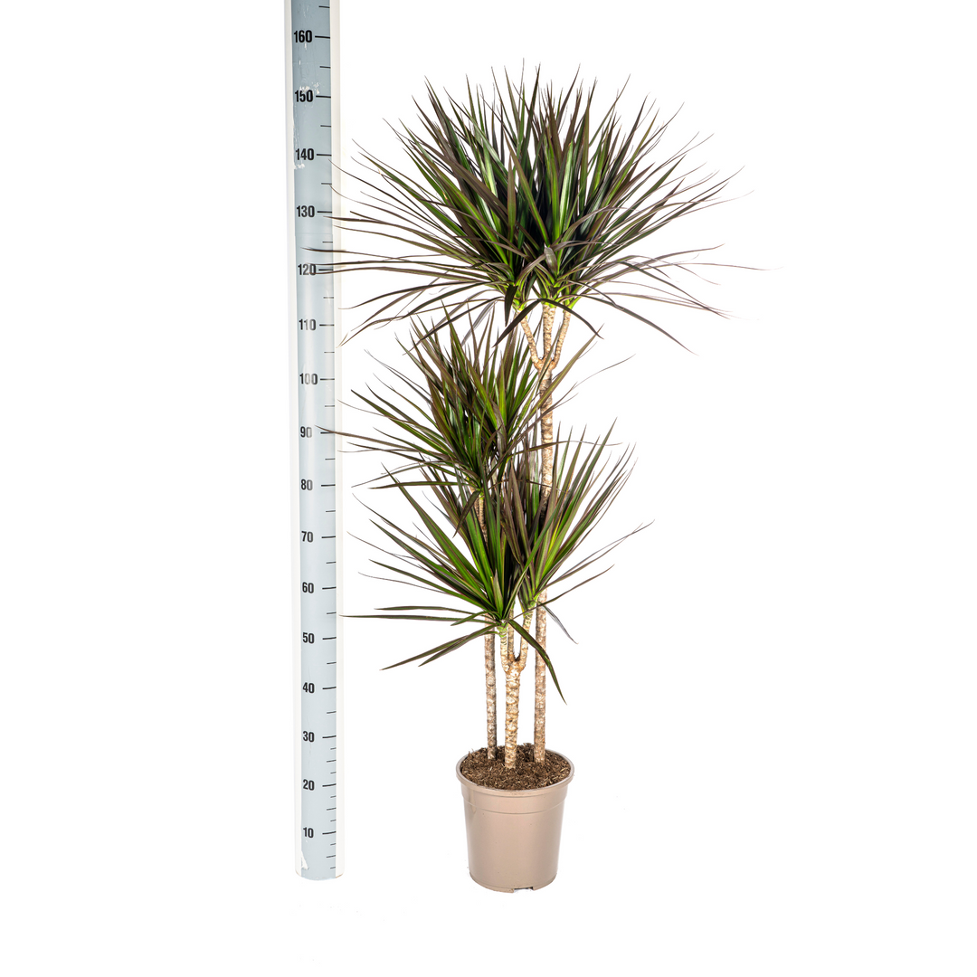 Dracaena Marginata Magenta 130-150cm — Madagascar Dragon Tree in 24cm pot, with basket