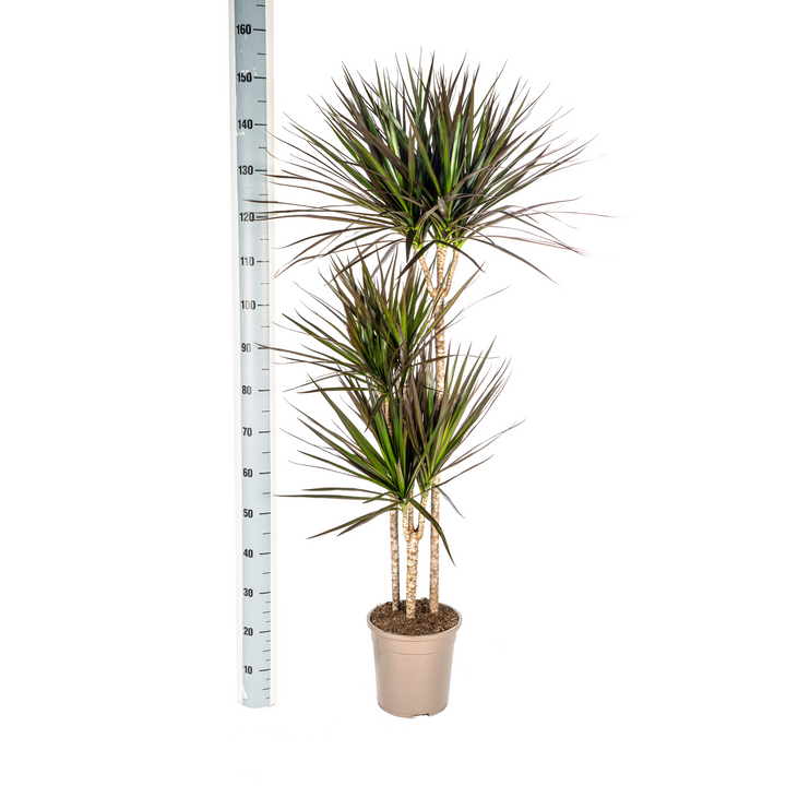 Dracaena Marginata Magenta 130-150cm — Madagascar Dragon Tree in 24cm pot, with basket