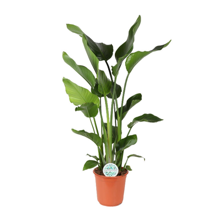 Strelitzia (Bird of Paradise Flower): Exotic Blooms & Easy Care!
