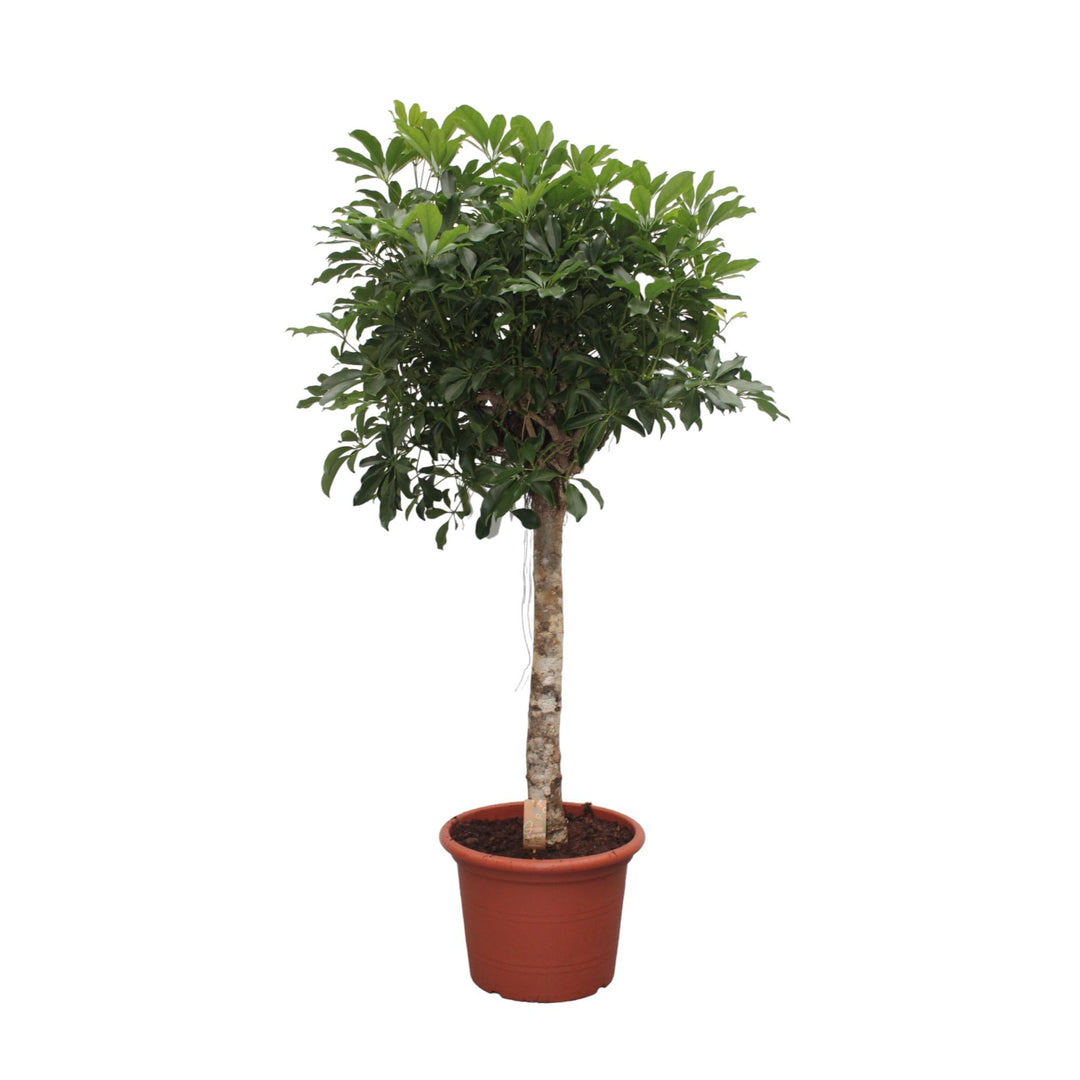 Schefflera Arboricola (Dwarf Umbrella Tree): Lush Tropical Foliage & Easy Care – Buy Now!